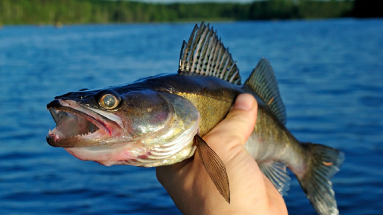 Walleye limit raised on Upper Red Lake